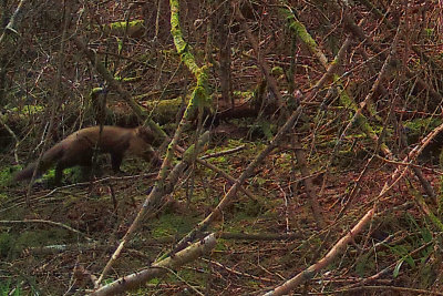 Pine Marten, RSPB Loch Lomond