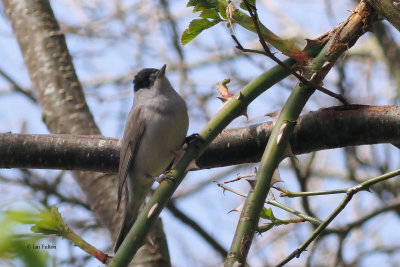 Blackcap, Sallochy Wood, Clyde