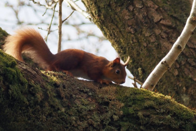 Red Squirrel, Ross Wood, Clyde