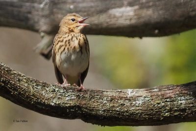 Tree Pipit, Ross Wood, Clyde