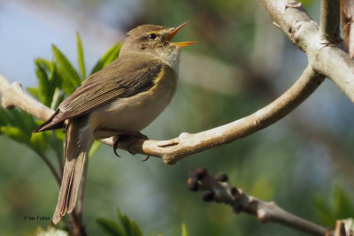 Willow Warbler, Ross Wood, Clyde