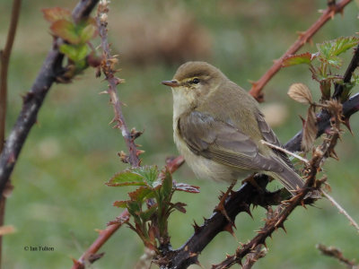 Willow Warbler, Net Bay-RSPB Loch Lomond, Clyde