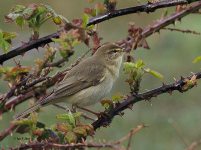 Willow Warbler, Net Bay-RSPB Loch Lomond, Clyde