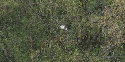 Spoonbill (honest, it is!), Hogganfield Loch, Clyde