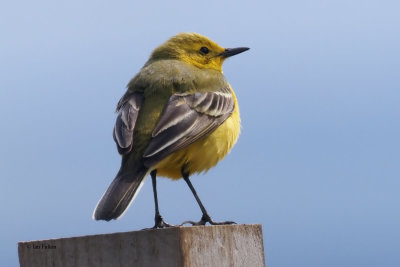 Yellow Wagtail, Fife