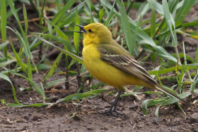 Yellow Wagtail, Fife