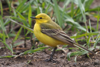 Yellow Wagtail, Fife