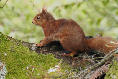 Red Squirrel, Ring Wood-RSPB Loch Lomond