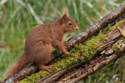 Red Squirrel, Ring Wood-RSPB Loch Lomond