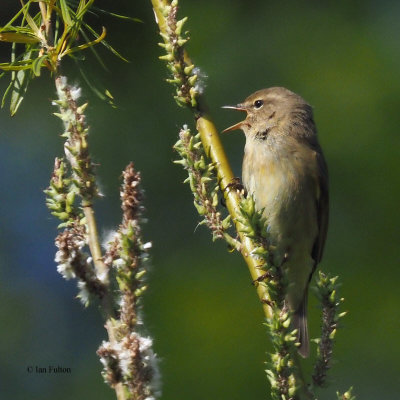 Chiffchaff, RSPB Barons Haugh, Clyde