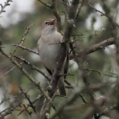 Garden Warbler, Ring Wood-RSPB Loch Lomond, Clyde