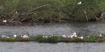Black-headed Gulls, Drumpellier CP, Clyde