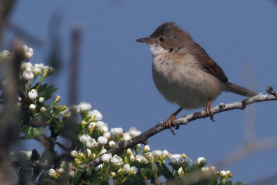 Common Whitethroat, RSPB Loch Lomond, Clyde