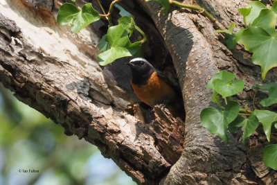 Redstart (male), RSPB Loch Lomond, Clyde