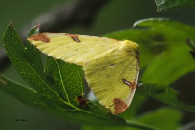 Brimstone moth, Palacerigg CP-Cumbernauld
