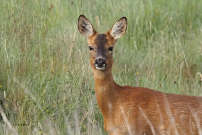 Roe Deer, Palacerigg CP-Cumbernauld