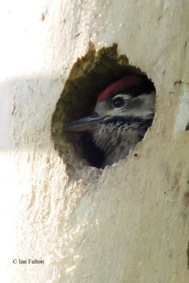 Great Spotted Woodpecker, Low Mains-Loch Lomond NNR, Clyde