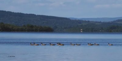 Canada Geese, Net Bay-RSPB Loch Lomond, Clyde