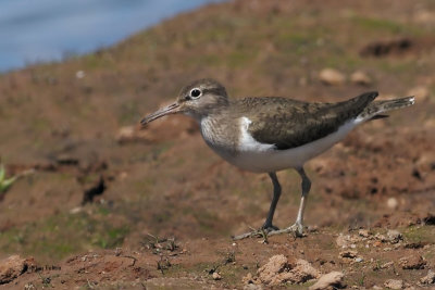 Common Sandpiper, Ring Point-RSPB Loch Lomond, Clyde