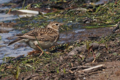 Skylark, Ring Point-RSPB Loch Lomond, Clyde