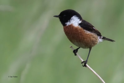 Stonechat, Kilminning, Fife