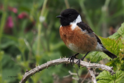 Stonechat, Kilminning, Fife