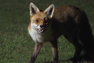 Fox, Crail, Fife