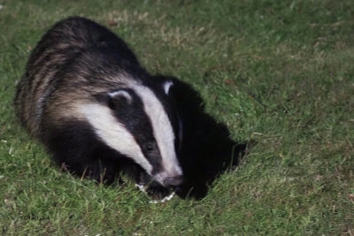 Badger, Crail, Fife