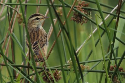 Sedge Warbler, Crom Mhin marsh, Clyde