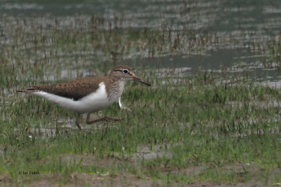 Common Sandpiper, Crom Mhin bay, Clyde