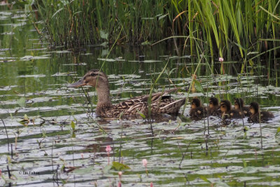 Mallard brood, Crom Mhin bay, Clyde