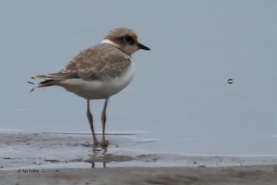 Little Ringed Plover (juvenile), Endrick Water, Clyde