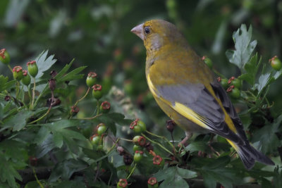 Greenfinch, Hogganfield Park, Clyde