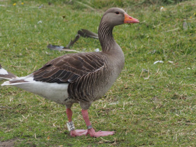 Greylag Goose, Hogganfield Loch, Clyde