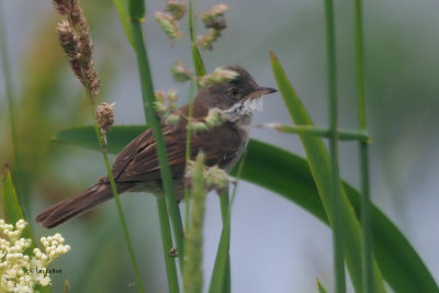 Whitethroat, RSPB Baron's Haugh, Clyde