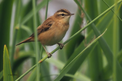 Sedge Warbler, RSPB Baron's Haugh, Clyde