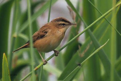 Sedge Warbler, RSPB Baron's Haugh, Clyde