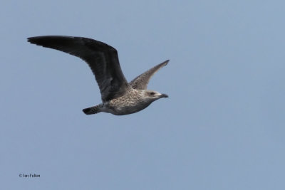 Great Black-backed Gull, Ring Point-RSPB Loch Lomond, Clyde