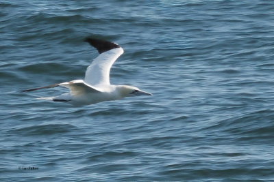 Gannet, Fife Ness