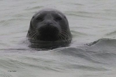 Grey Seal, Bay of Scousburgh, Shetland