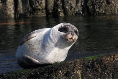 Common Seal pup, Leebitten, Shetland