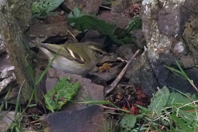 Yellow-browed Warbler, Sumburgh quarry, Shetland
