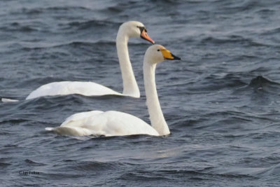 Whooper and Mute Swan, Loch of Spiggie, Shetland