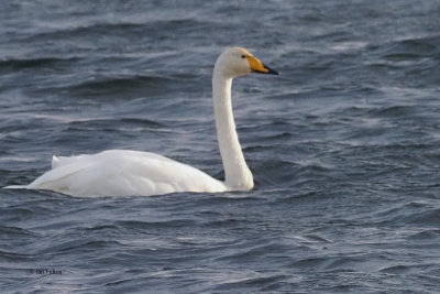 Whooper Swan, Loch of Spiggie, Shetland