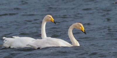 Whooper Swan, Loch of Spiggie, Shetland