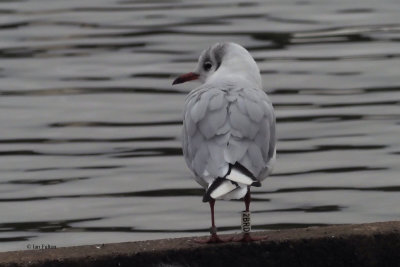 Black-headed Gull, Hogganfield Loch, Glasgow