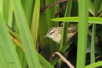 Sedge Warbler, Crom Mhin-Loch Lomond NNR, Clyde