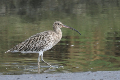 Curlew, Erskine Harbour, Clyde