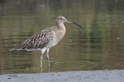 Curlew, Erskine Harbour, Clyde