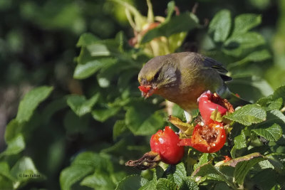 Greenfinch, Kilminning, Fife